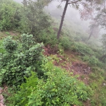 Plot For Resale in Kasauli Solan  7306601