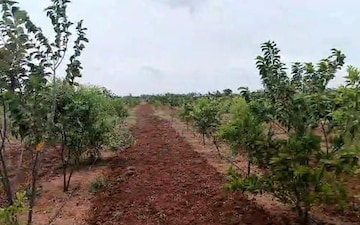 Plot For Sale in Nampalli