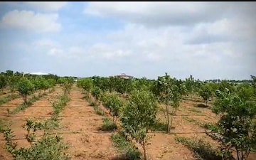 Plot For Sale in Jalapalli