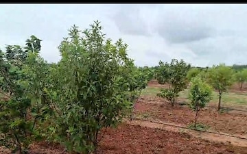 Plot For Sale in Tellapur