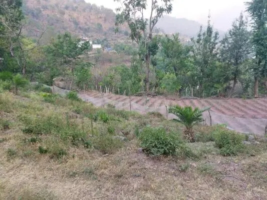 Plot For Resale in New Shimla Shimla  7351818