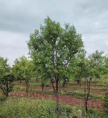  Plot For Sale in Banjara Hills