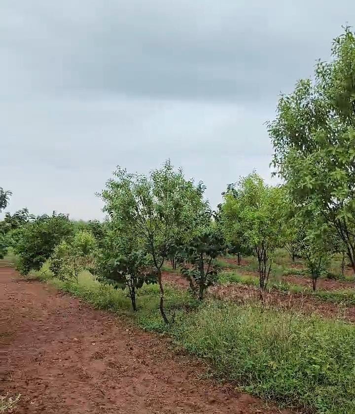 रेसिडेंशियल प्लॉट वर्ग यार्ड फॉर रीसेल इन जुबिली हिल्स हैदराबाद  7358421