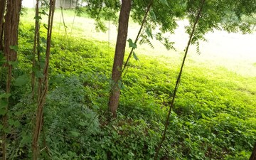 Plot For Sale in Kadi