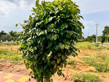  Plot – Exterior View View at Navabhoomi Wonder Greens, Kongar Khurd - for Sale