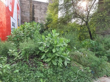  Land – Garden View at Raebareli Road - for Sale