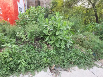  Land – Garden View at Raebareli Road - for Sale