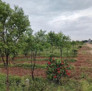 Plot For Resale in Nacharam Hyderabad  7380385