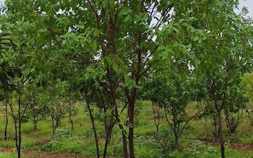 Plot For Sale in Hmt Colony