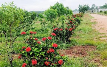 Plot For Sale in Annojiguda