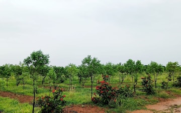Plot For Sale in Narepally