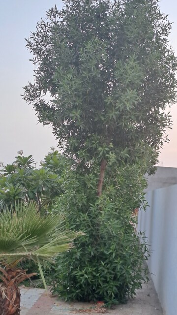  Plot – Garden View at Mahindra World City Jaipur, Kalwara - for Sale