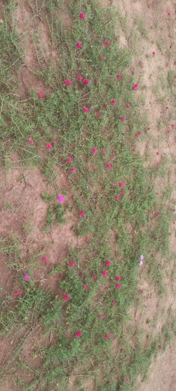  Plot – Garden View at Sri Bhumi Eeshaanya, Kankipadu - for Sale