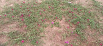  Plot – Garden View at Mangalagiri - for Sale