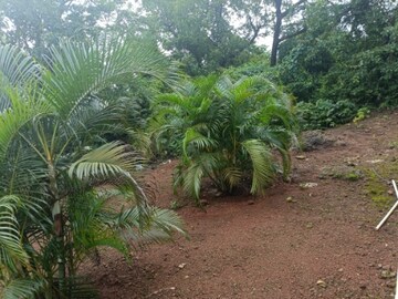  Plot – Exterior View View at Alibag - for Sale