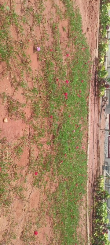 2 BHK Independent House – Garden View at Sri Bhumi Eeshaanya, Kankipadu - for Sale
