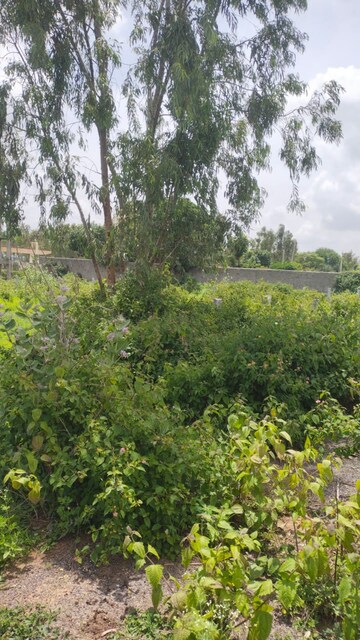 Plot Area in  Plot at Castel Woods, Jigani – for Sale