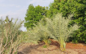 Land For Sale in Sarkhej