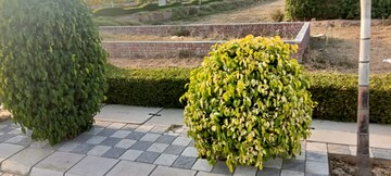  Plot – Garden View at Mansha Oaks, Sector 98 - for Sale