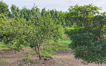 Plot For Sale in Chharodi