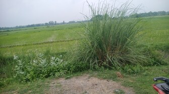 Commercial Land 16 Acre For Resale in Raipur Rae Bareli  7414989