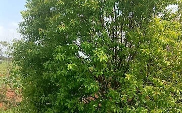 Plot For Sale in Kismatpur