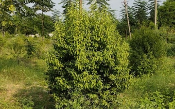 Plot For Sale in Bandlaguda Jagir