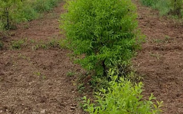 Plot For Sale in Kokapet