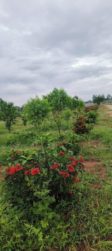 रेसिडेन्शियल प्लॉट वर्ग यार्ड फॉर रीसेल इन अट्टापुर हैदराबाद  7437145