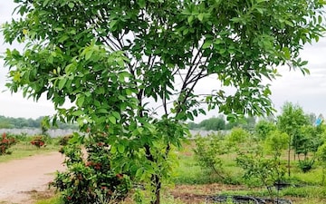 Plot For Sale in Tellapur