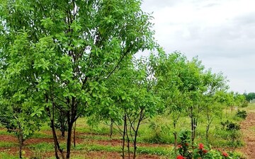 Plot For Sale in Laxma Reddy Palem