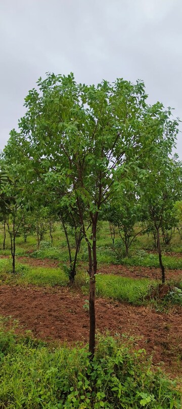  Plot For Sale in Auto Nagar