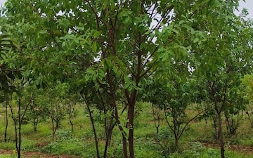 Plot For Sale in Auto Nagar