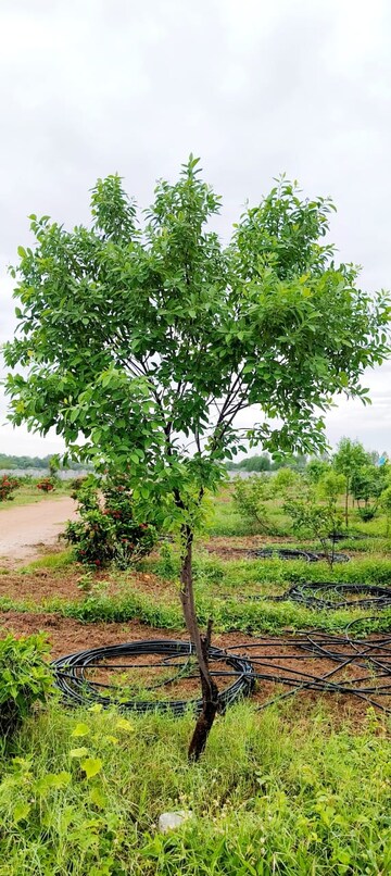  Plot – Garden View at Pedda Amberpet - for Sale
