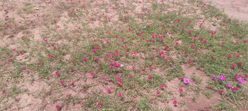  Plot – Garden View at Sri Bhumi Eeshaanya, Kankipadu - for Sale