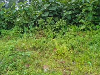 Plot For Resale in Kodibag Karwar  7443375