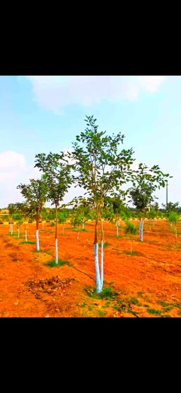  Plot For Sale in Shadnagar
