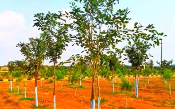 Plot For Sale in Shadnagar