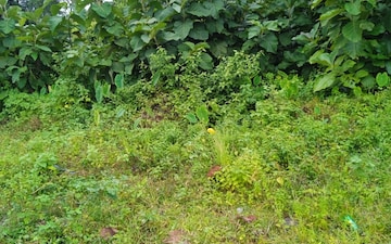 Plot For Sale in Kodibag