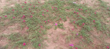  Plot – Garden View at Sri Bhumi Eeshaanya, Kankipadu - for Sale