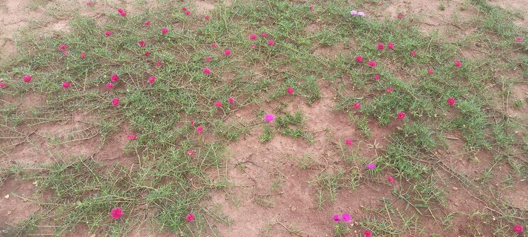 Garden, sri-bhumi-eeshaanya 2 Bedroom 187 Sq.Yd. Independent House In Kankipadu Vijayawada 7455954