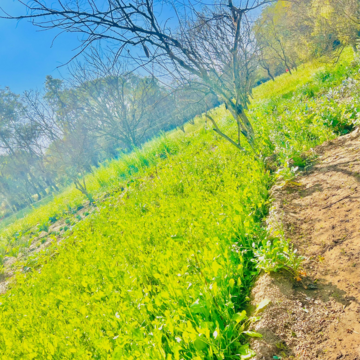  Land – Garden View at Sohna - for Sale