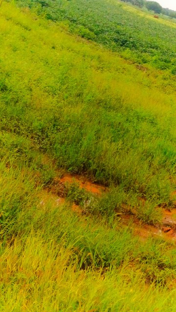  Plot – Garden View at Khairatabad - for Sale