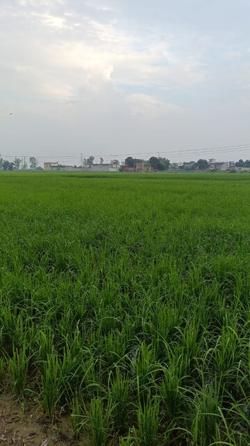 Commercial Land 20 Acre For Resale in Bapauli  Panipat  7488509