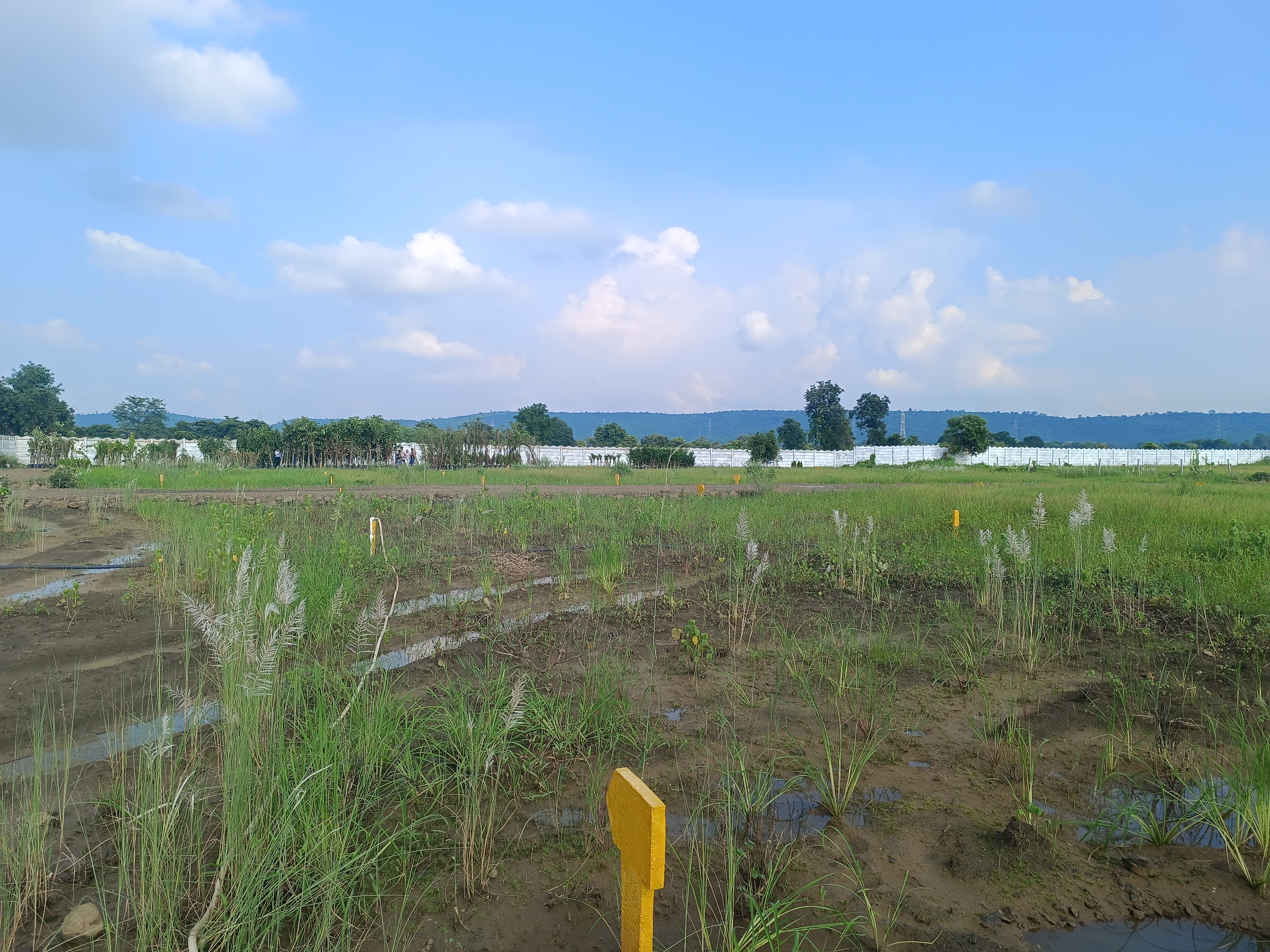 Plot For Resale in Katangi Jabalpur  7490448