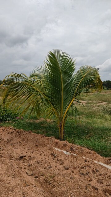  Plot – Exterior View View at Alair - for Sale