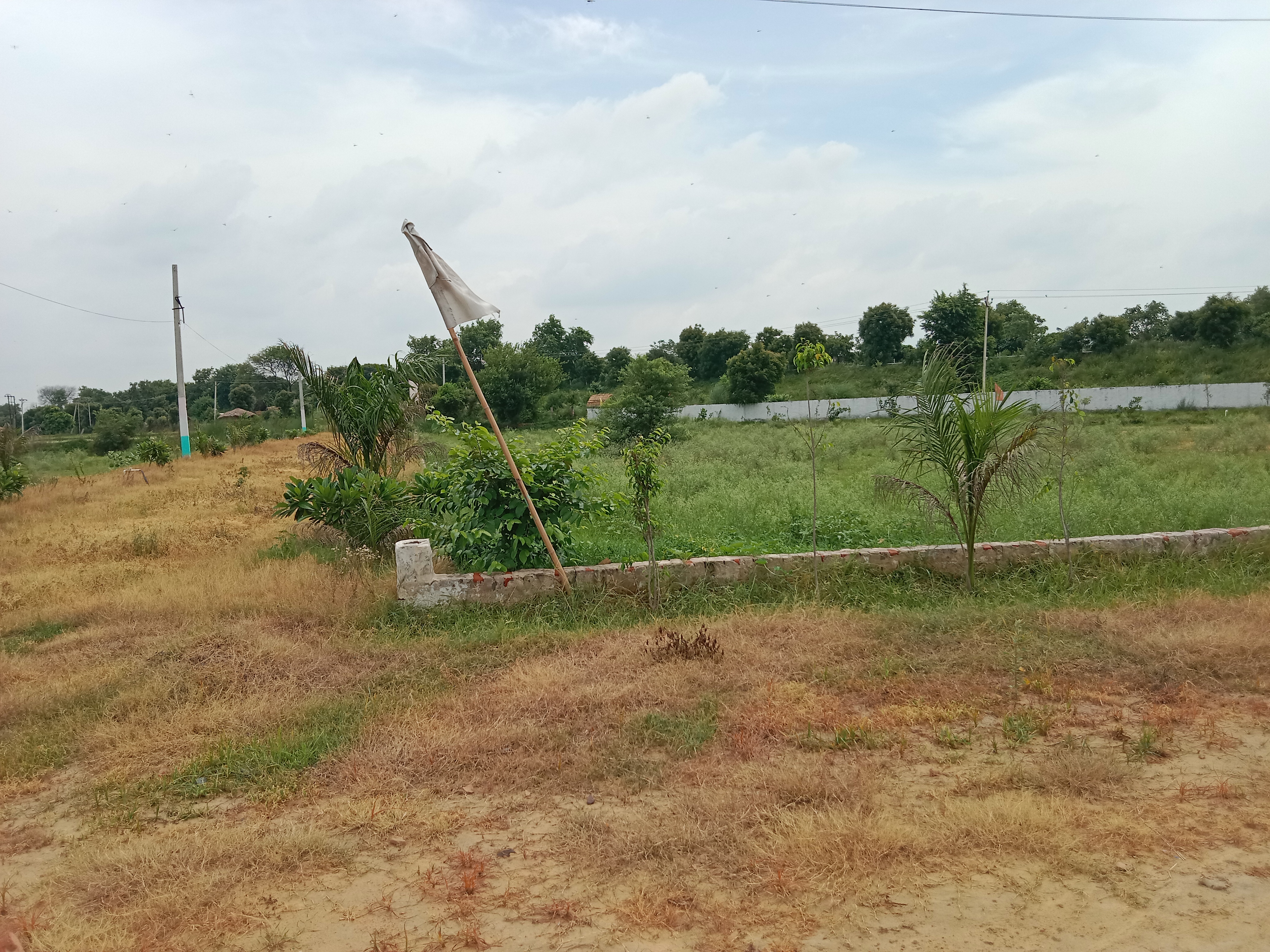 Plot For Resale in Jewar Greater Noida  7498488