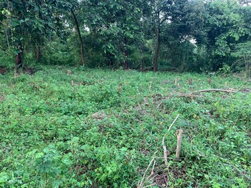 Plot For Resale in Curca North Goa  7498419