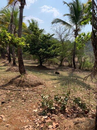 Plot For Resale in Ganpatipule Ratnagiri  7503715