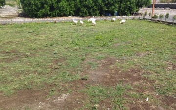 Plot For Sale in Buti Bori